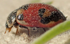 Hippodamia apicalis