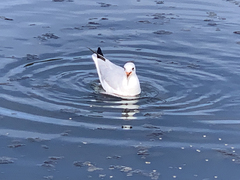 Chroicocephalus ridibundus
