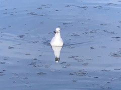 Chroicocephalus ridibundus