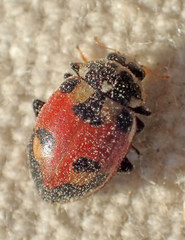Hippodamia apicalis