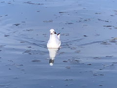 Chroicocephalus ridibundus