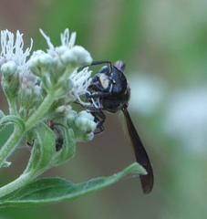 Zethus spinipes spinipes