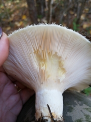 Lactarius aquizonatus