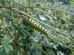Papilio polyxenes