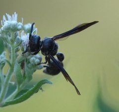 Zethus spinipes spinipes