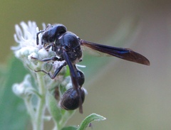 Zethus spinipes spinipes