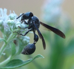 Zethus spinipes spinipes