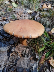 Leccinum