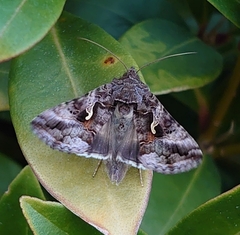 Autographa gamma