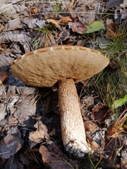 Leccinum