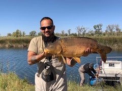 Cyprinus carpio carpio