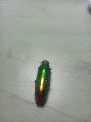 Chrysochroa fulminans