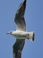 Chroicocephalus ridibundus