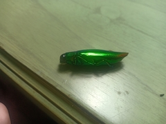 Chrysochroa fulminans