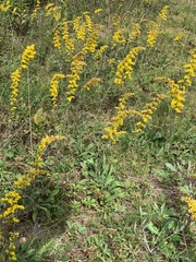 Solidago