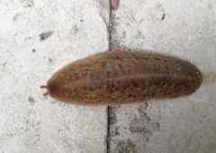 Laevicaulis stuhlmanni aegypti