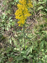Solidago