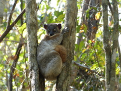 Lepilemur hubbardorum