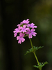 Moss Verbena - Photo (c) Jeevan Jose
, some rights reserved (CC BY-SA)
