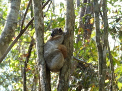 Lepilemur hubbardorum
