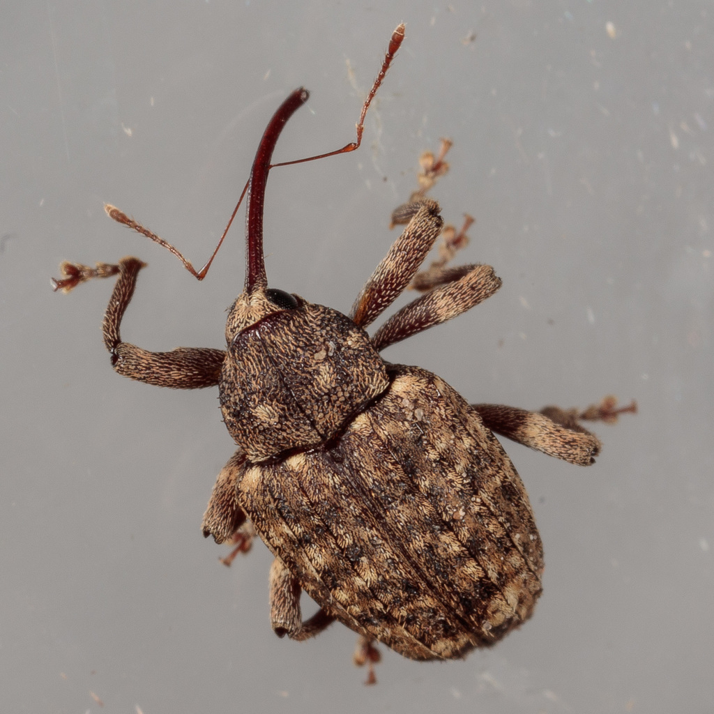 Thin-nosed Curculio