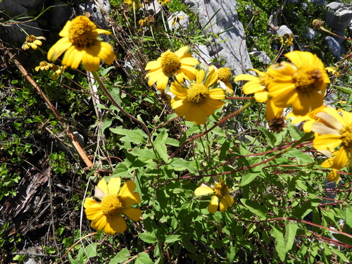 Image of Heliopsis parvifolia by (c) Leticia Jiménez Hernández, some rights reserved (CC BY-SA)