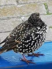 Sturnus vulgaris