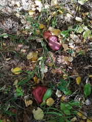 Suillus asiaticus