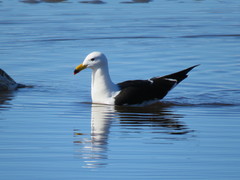 Larus atlanticus