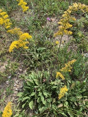 Solidago