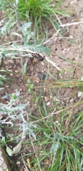 Tyria jacobaeae