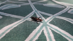 Chalcosyrphus chalybeus