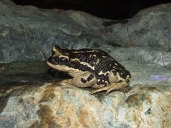 Rhinella atacamensis