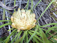 Protea angustata