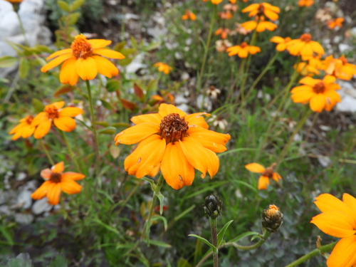 Zinnia juniperifolia (Zinnia juniperifolia)