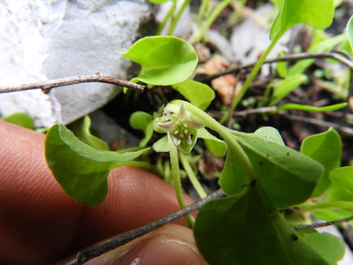 Image of Dichondra brachypoda by (c) Leticia Jiménez Hernández, some rights reserved (CC BY-SA)