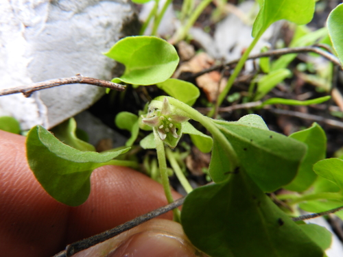 Image of Dichondra brachypoda by (c) Leticia Jiménez Hernández, some rights reserved (CC BY-SA)