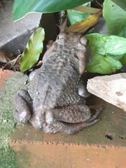 Rhinella henseli