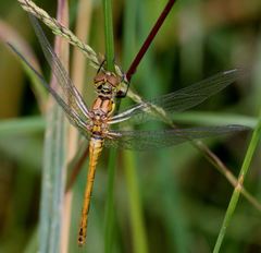 Sympetrum sanguineum