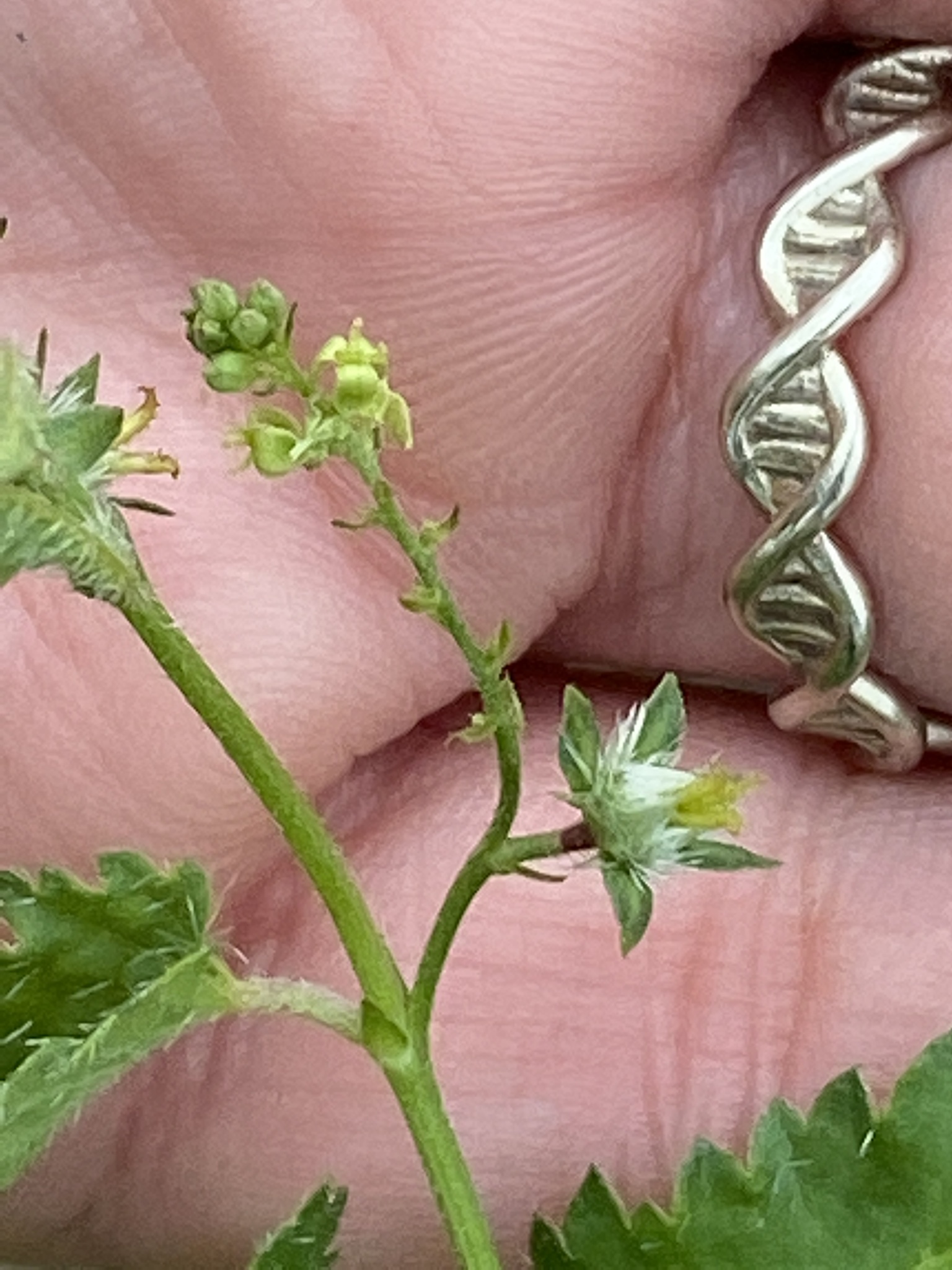 Tragia betonicifolia