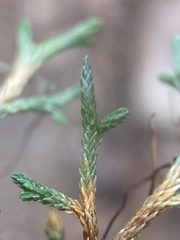 Selaginella mutica