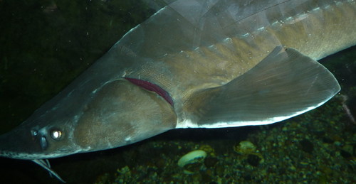 Siberian Sturgeon