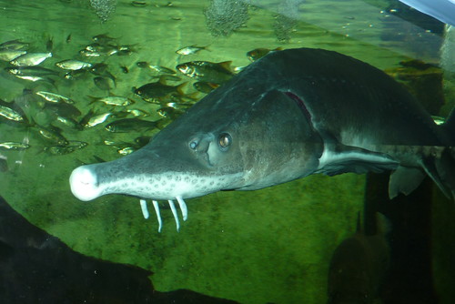 Siberian Sturgeon