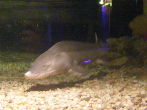 Siberian Sturgeon