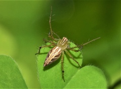 Oxyopes javanus