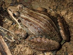 Leptodactylus paranaru