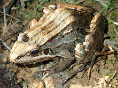 Leptodactylus paranaru