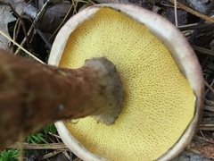 Suillus spraguei image