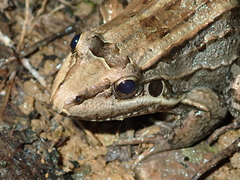 Leptodactylus paranaru