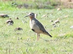 Oreopholus ruficollis